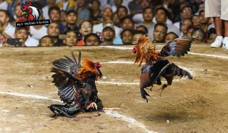 BLV Thắng Tài Dậu