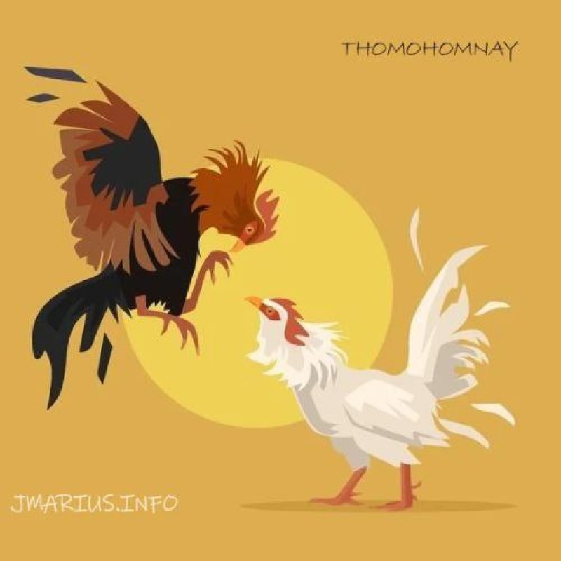 thomohomnay TRỰC TIẾP ĐÁ GÀ THOMO Full HD MỖI NGÀY