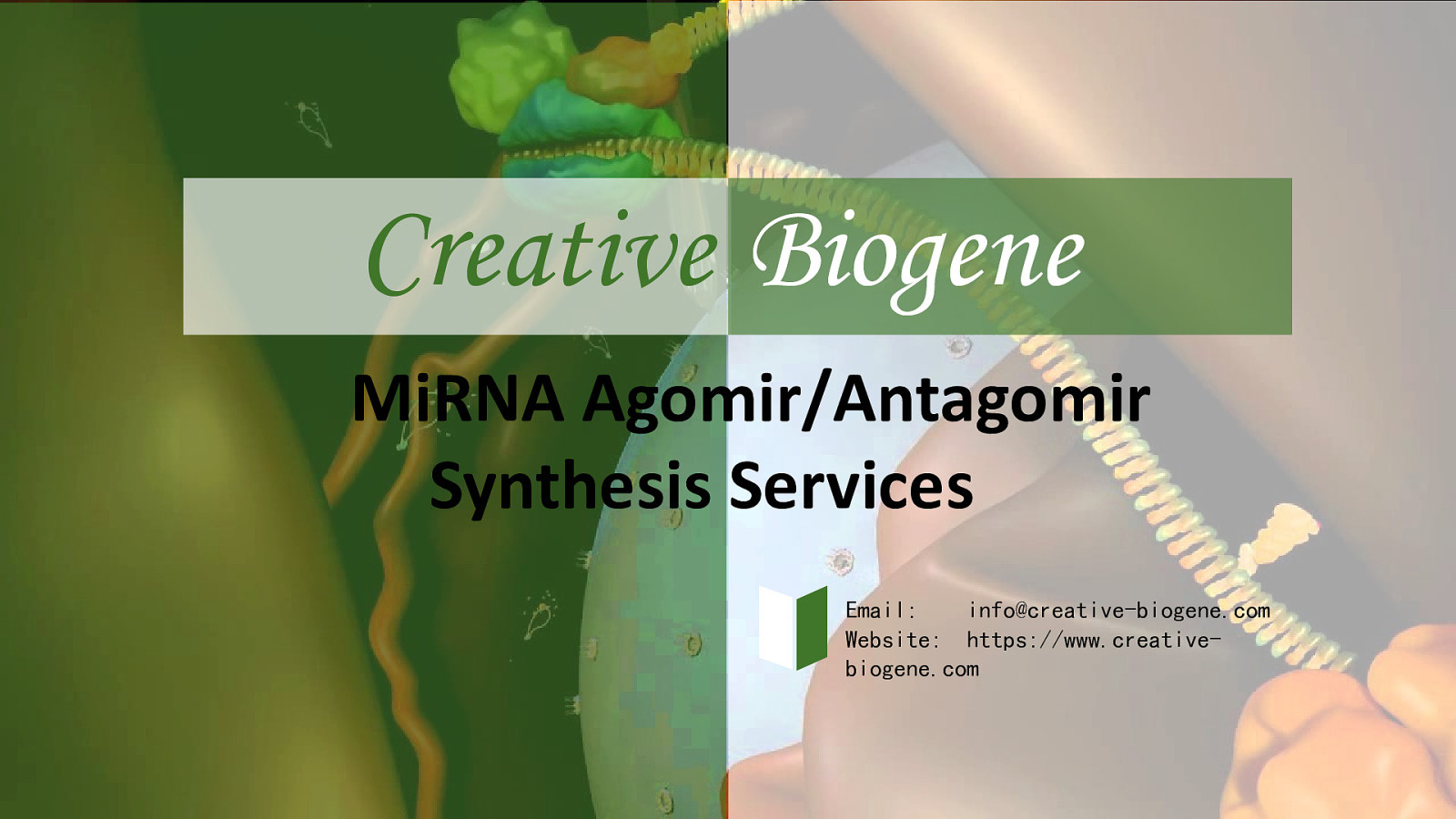 MicroRNA Agomir