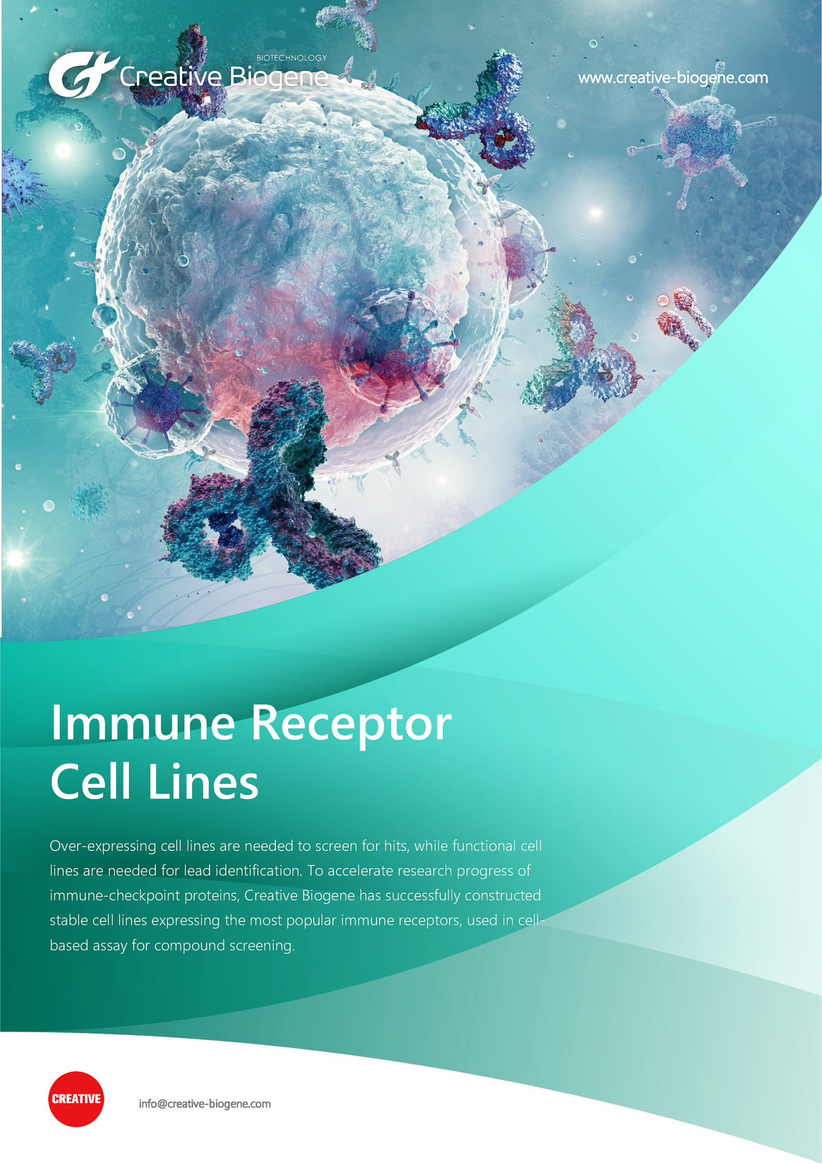 Immune Receptor Stable Cell Lines