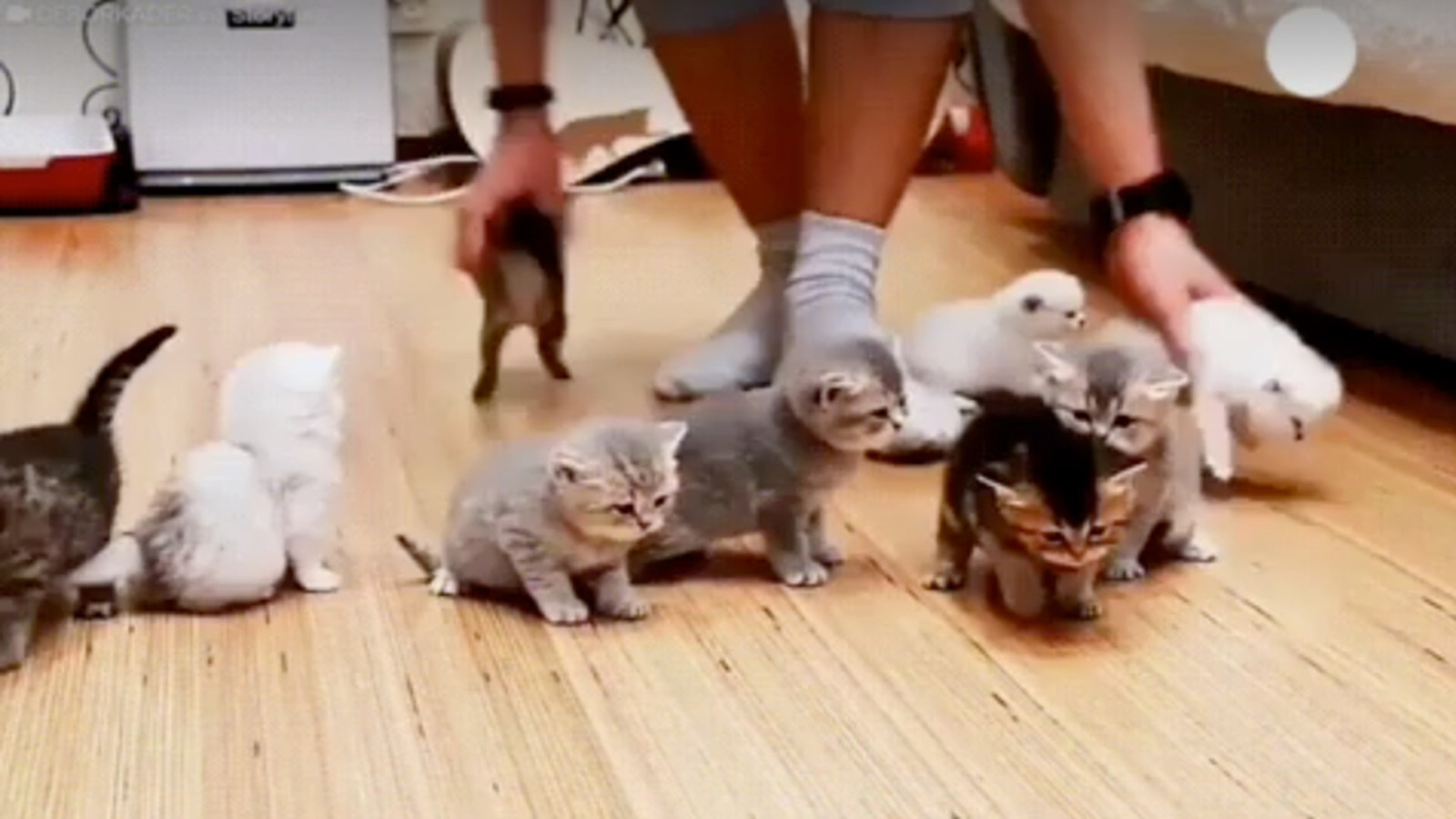 Design systems are like herding kittens