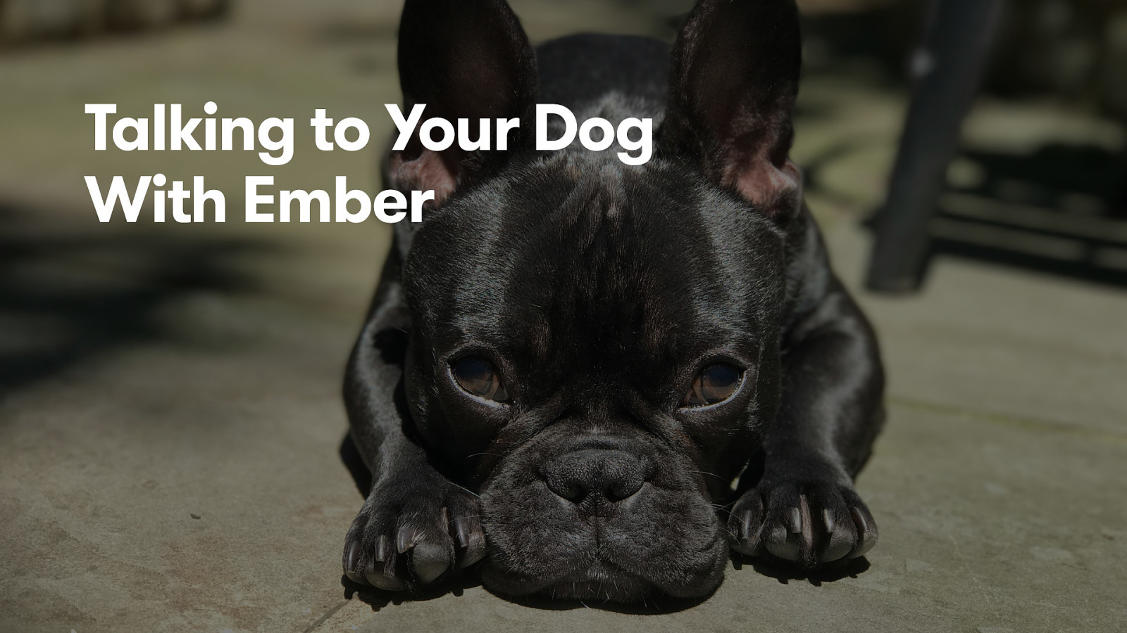 Talking to Your Dog with Ember